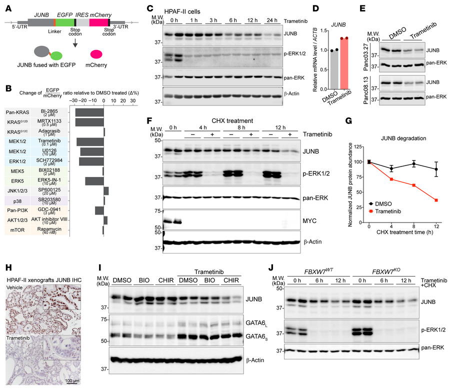 ERK stabilizes JUNB in a GSK3/FBXW7-independent manner.
(A) Illustration...