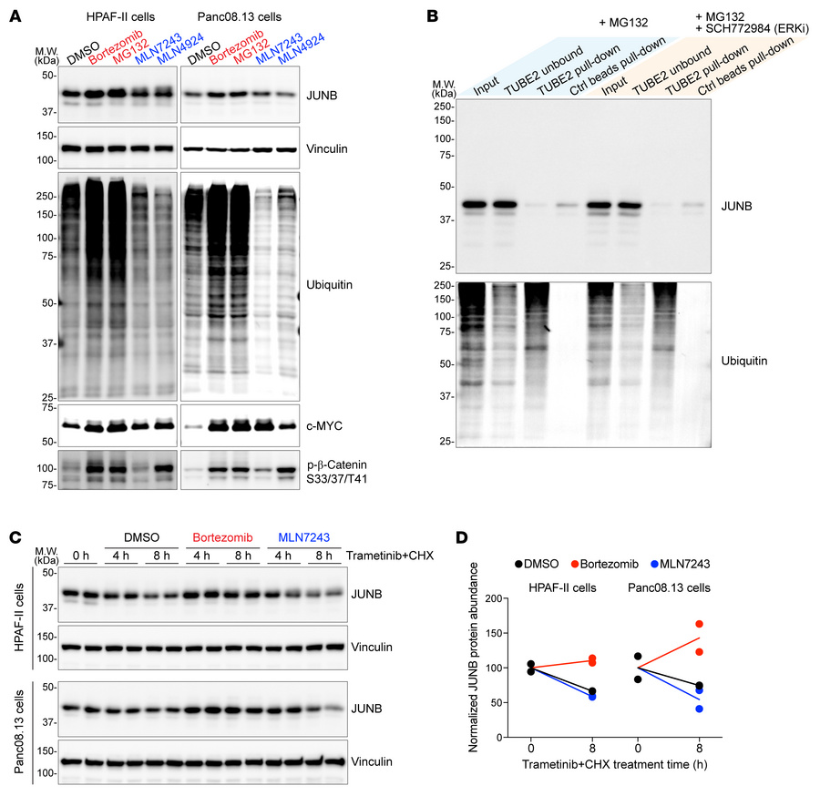 ERK inhibition promotes ubiquitin-independent proteasomal degradation of...