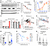 Oncogenic KRAS-activated ERK signaling inhibits GATA6 transcription.