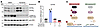 ERK inhibits GATA6 transcription, potentially by stabilizing certain transc