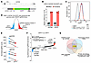 Genome-wide CRISPR screening identifies transcriptional repressor JUNB for