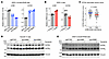 JUNB mediates ERK’s suppressive effect on GATA6 transcription.
