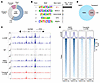 JUNB binds directly to the GATA6 locus in a MEK/ERK-dependent manner.