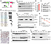 ERK stabilizes JUNB in a GSK3/FBXW7-independent manner.