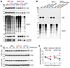 ERK inhibition promotes ubiquitin-independent proteasomal degradation of JU
