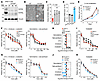 Upregulating GATA6 enhances chemosensitivity of pancreatic cancer cells.