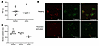 Clinical phenotyping and analysis of platelets from affected horses.