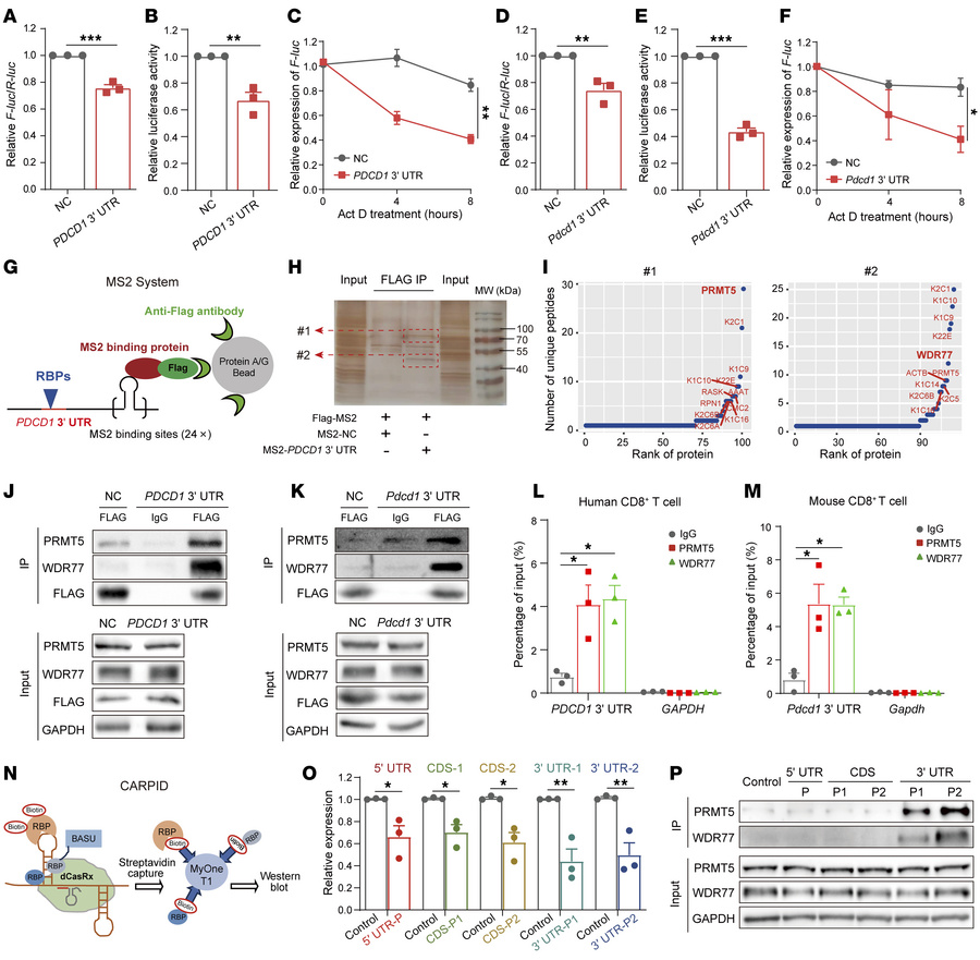 PRMT5 and WDR77 bind to the PDCD1 3′ UTR.
(A–F) qPCR assays showing the ...