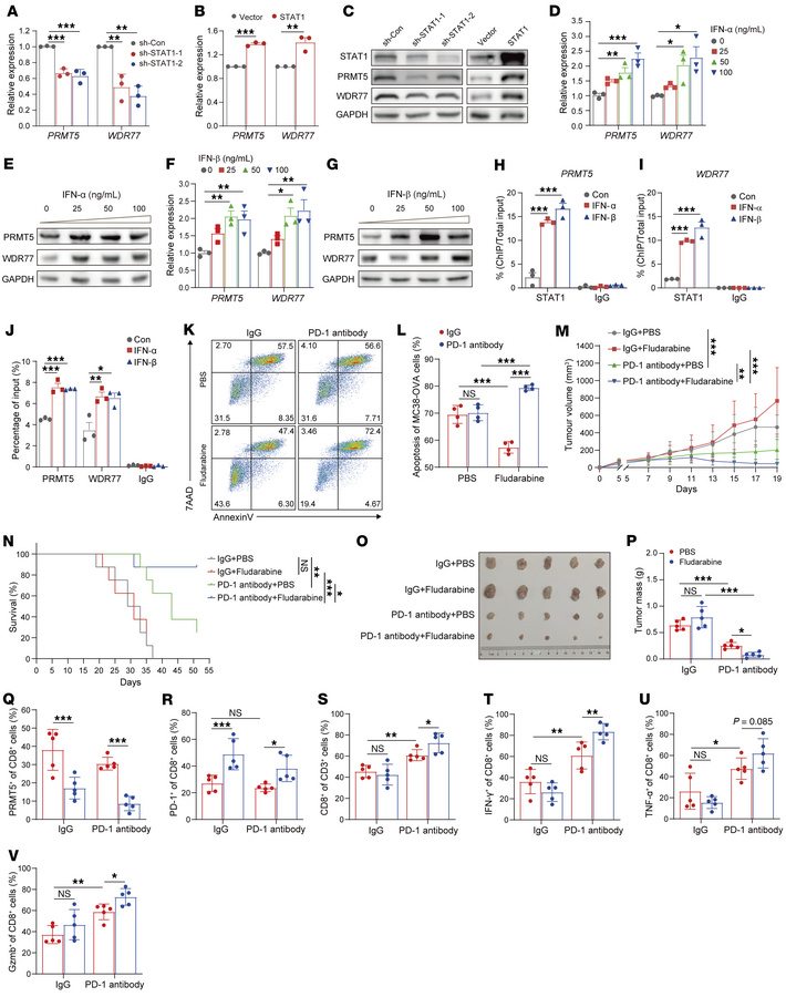 The type I IFN/STAT1 pathway decreases PD-1 expression through activatio...