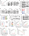 PRMT5 acts as a RBP to regulate PDCD1 expression.