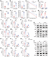 PRMT5/WDR77 maintain CD8+ T cell effector function through PD-1.