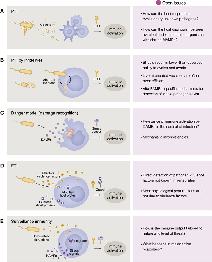 Models of innate immune initiation.
(A) Pattern-triggered immunity (PTI)...