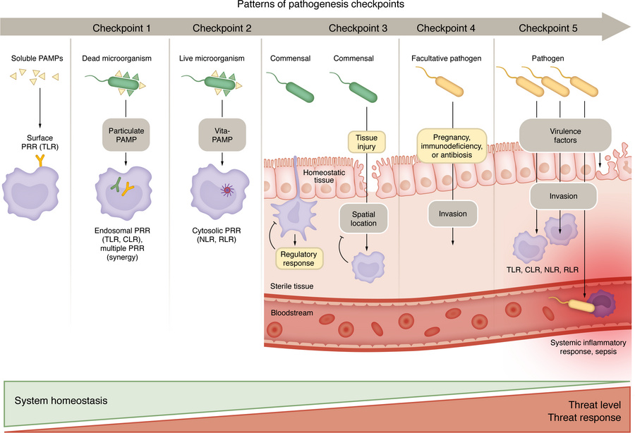 Patterns of pathogenesis.
The risk level (threat to host system homeosta...
