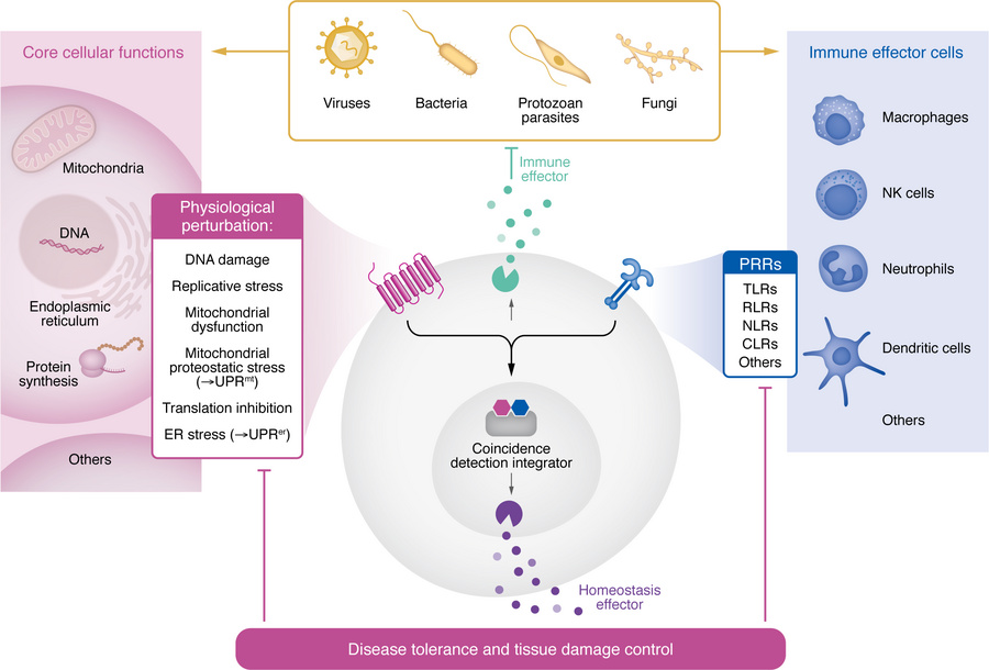 Surveillance immunity.
All major groups of pathogens (viruses, bacteria,...