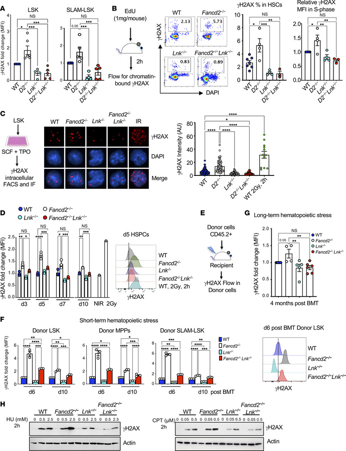 
Lnk deficiency reduces DNA damage in Fancd2–/– HSPCs at steady state an...
