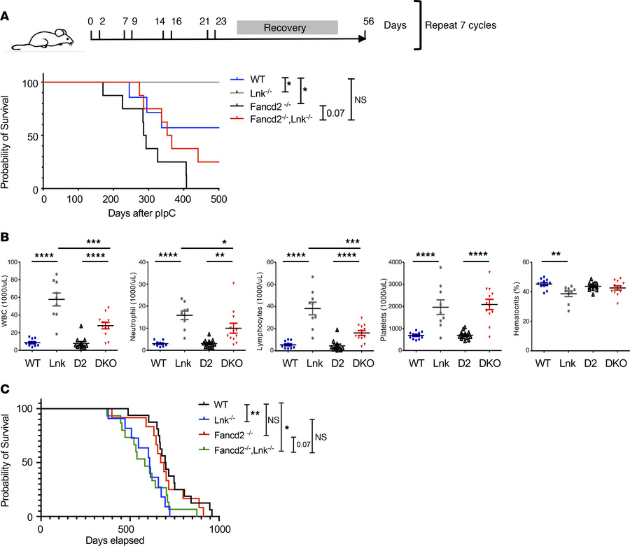 
Lnk deficiency moderately promotes survival of Fancd2–/– mice upon chro...