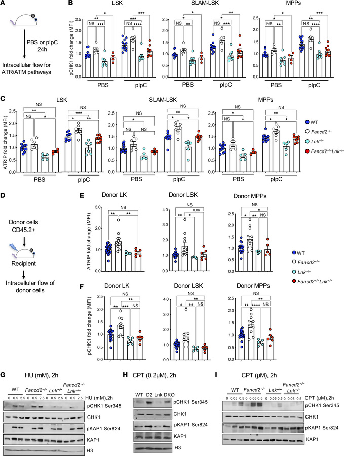 
Lnk deficiency attenuates the activation of the ATR pathway upon replic...