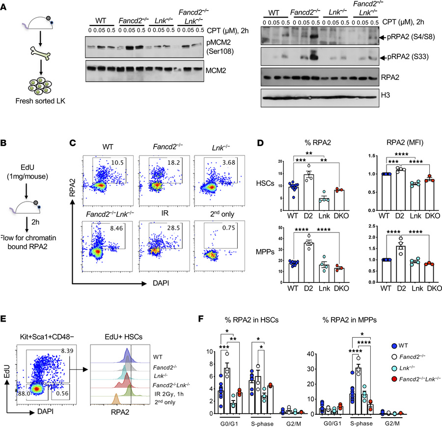
Lnk deficiency reduces chromatin-bound RPA in Fancd2–/– HSPCs.
(A) Expe...