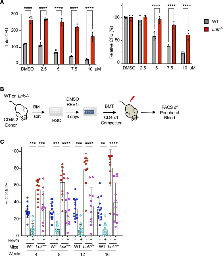 
Lnk-deficient HSCs are sensitive to REV1 inhibition, and their superior...