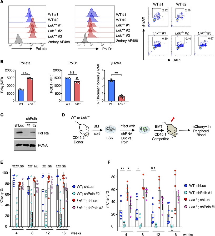 
Lnk-deficient HSCs have increased chromatin-bound Polƞ, and their super...