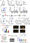 Lnk deficiency reduces ssDNA breaks and promotes replication fork recovery