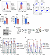 Lnk-deficient HSCs have increased chromatin-bound Polƞ, and their superior