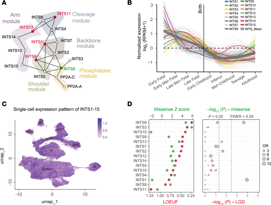 Expression patterns of INTS1–15 in the human brain and enrichment of de ...