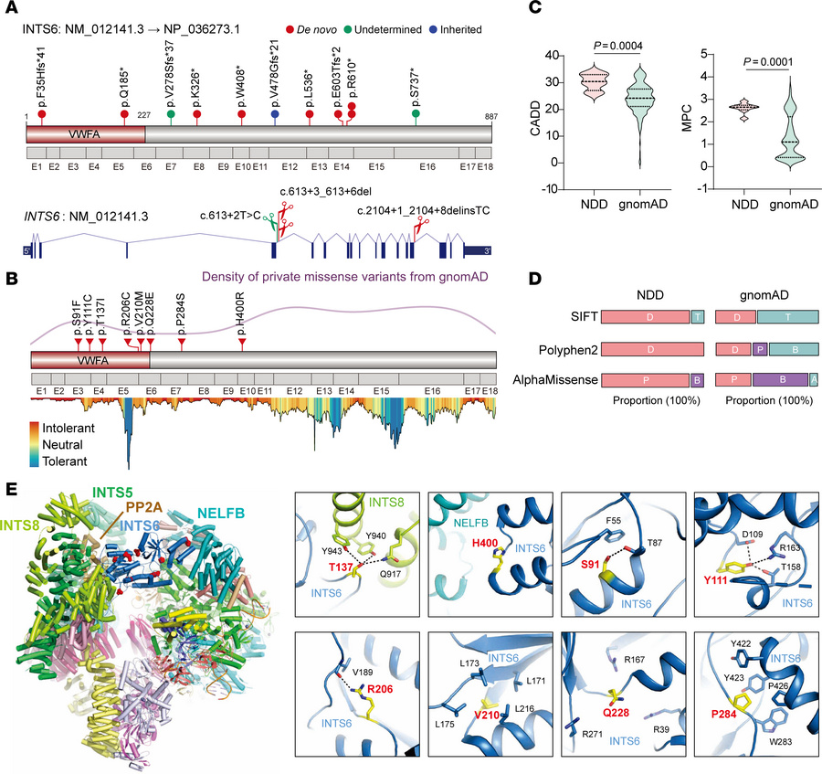 Monoallelic variants in INTS6 lead to a new NDD syndrome.
(A) The distri...