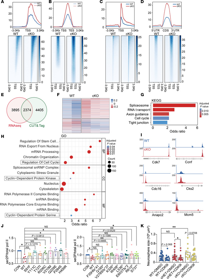 
Ints6 deficiency disrupts PP2A-RNAPII function.
(A) Heatmap and spatial...