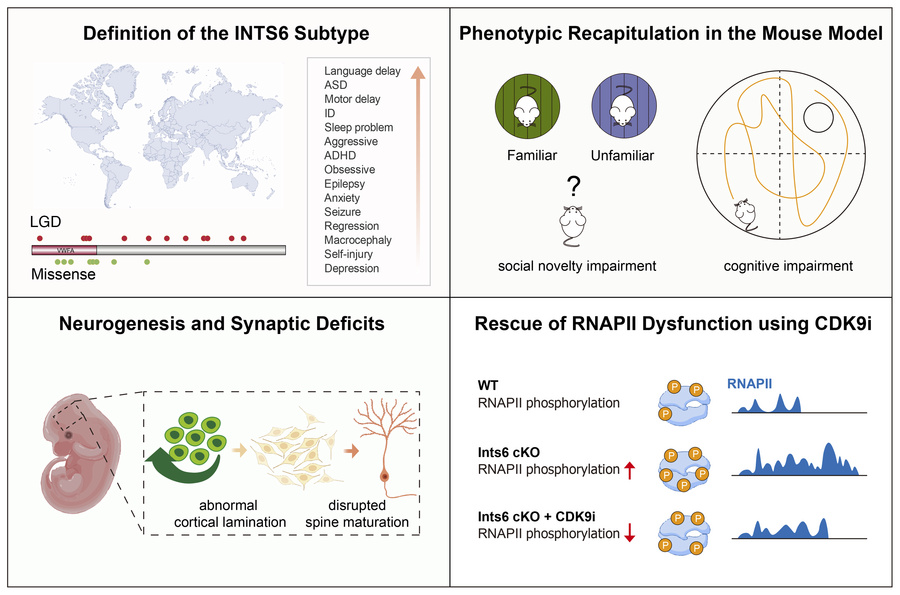 graphical abstract