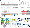 Monoallelic variants in INTS6 lead to a new NDD syndrome.