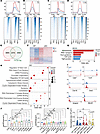Ints6 deficiency disrupts PP2A-RNAPII function.