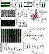 Ints6 deficiency interferes synapse development.