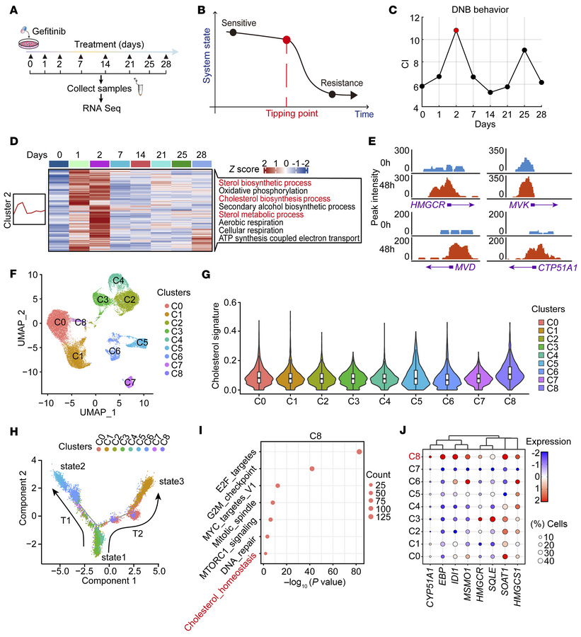Targeted therapy activates cholesterol biosynthesis.
(A) Schematic illus...