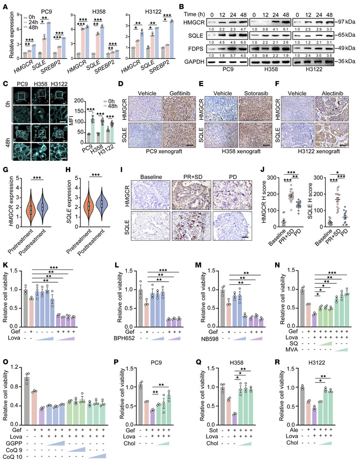 Cholesterol promotes lung cancer cell survival during targeted therapy.
...