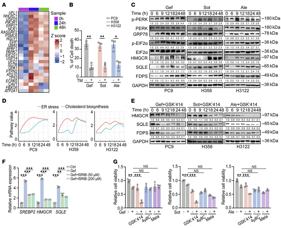 PERK/eIF2α signaling contributes to cholesterol biosynthesis triggered b...