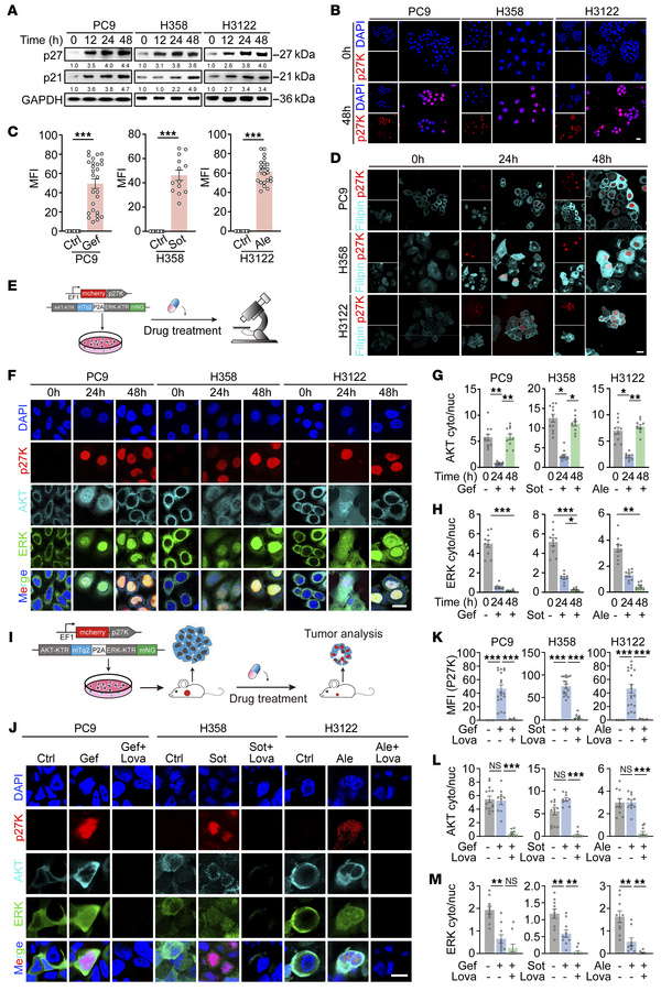 Dormant cancer cells have high levels of cholesterol and AKT activation....