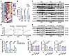 PERK/eIF2α signaling contributes to cholesterol biosynthesis triggered by t