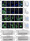 Cholesterol biosynthesis promotes AKT activation.