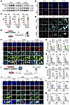 Dormant cancer cells have high levels of cholesterol and AKT activation.