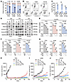 Combination of targeted therapy with lovastatin and alisertib shows synergi