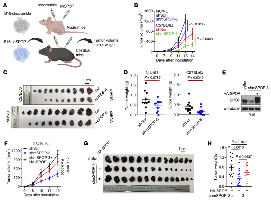 SPOP depletion suppresses B16 tumor growth depending on tumor immune env...
