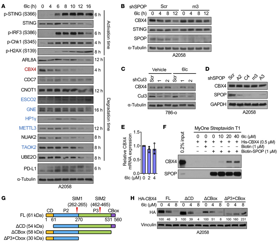 CBX4 is a neosubstrate for SPOP/6lc to control DNA damage.
(A) IB analys...