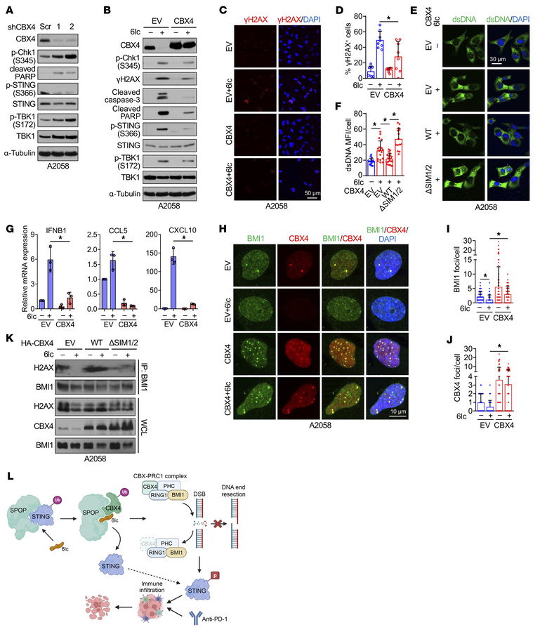 6lc triggers DNA damage through the CBX4/BMI1/H2A axis.
(A) IB analyses ...