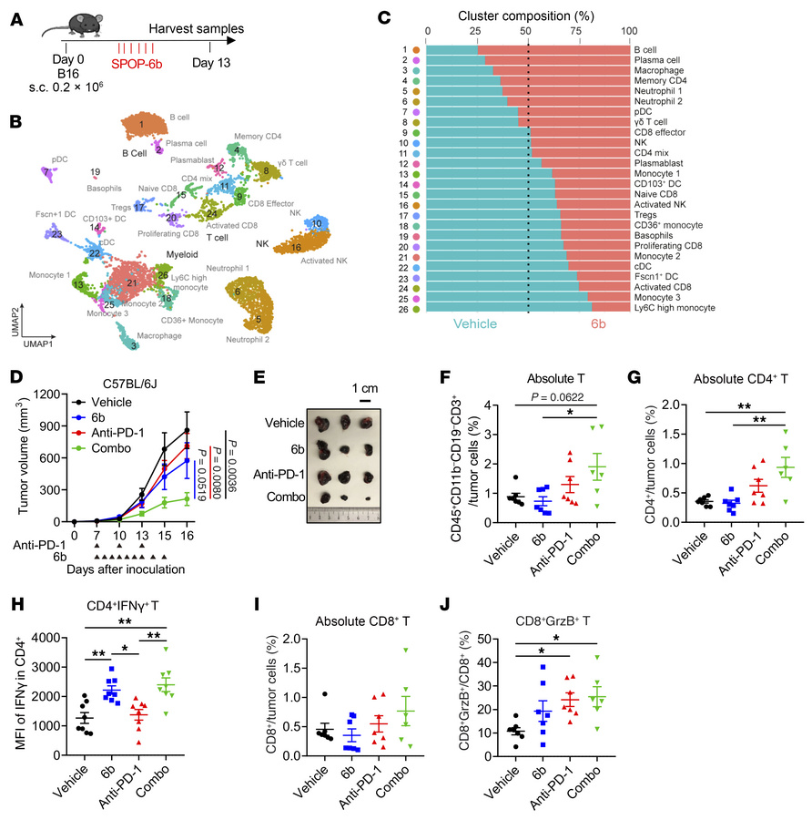 SPOP inhibition enhances immunotherapy effects in murine models.
(A) Sch...