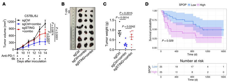 The enhanced immunotherapeutic effects of SPOP inhibition depend on tumo...