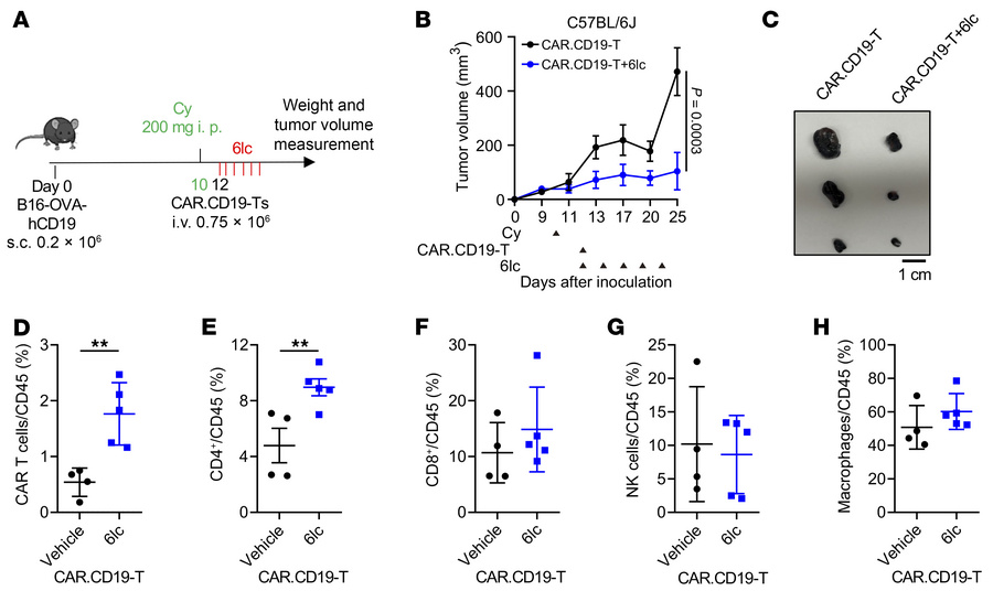 SPOP inhibition enhances CAR T cell effects in xenografted B16 melanoma ...