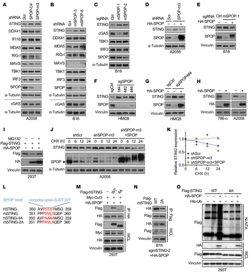 SPOP targets STING for ubiquitination and degradation.
(A–C) IB analyses...
