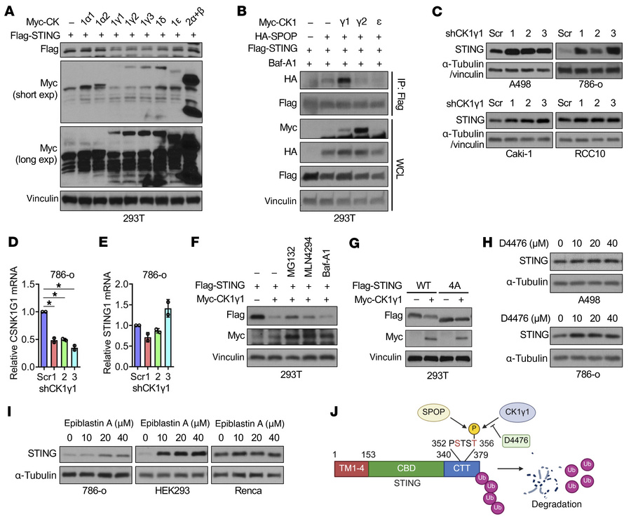 CK1γ1 phosphorylates STING for SPOP-mediated ubiquitination and degradat...