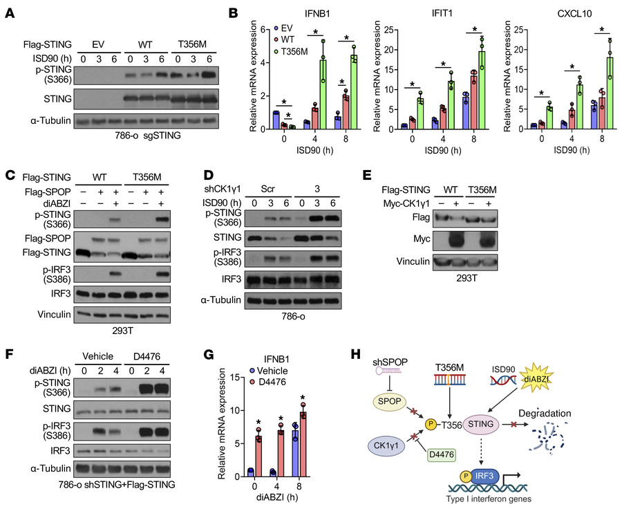 The STING-T356M mutant exhibits an enhanced ability to respond to dsDNA,...